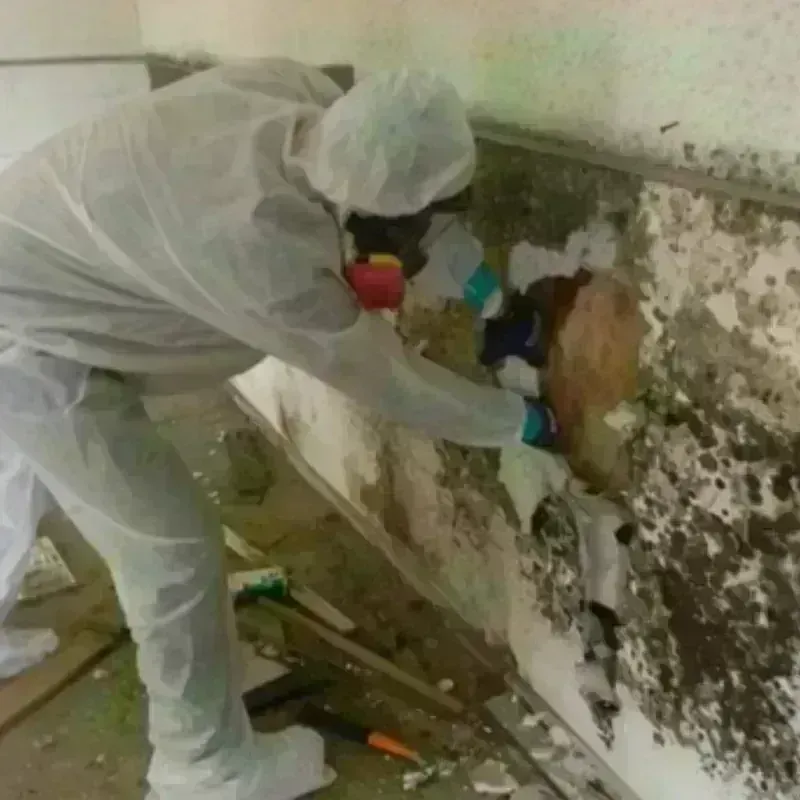 Mold Remediation and Removal in Hackberry, TX